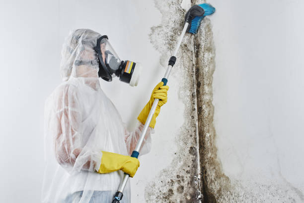 Best Mold Testing and Inspection Services in Schwenksville, PA