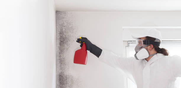 Best Crawl Space Mold Remediation in Schwenksville, PA